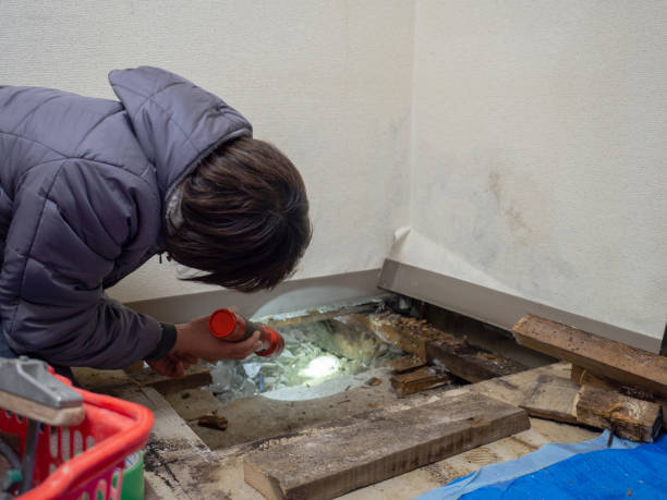 Best Emergency Mold Remediation  in Lakes East, CT