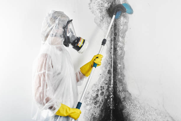 Professional Mold Removal in Lakes East, CT