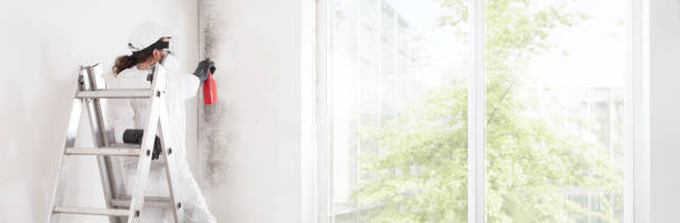 Best Mold Prevention Services  in Lakes East, CT